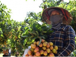 Vietnamese lychees head for EU markets