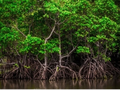 Mekong Delta province encourages shrimp breeding in mangroves