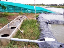 Mô hình xử lý nước thải nuôi tôm bằng bể biogas ở Trà Vinh