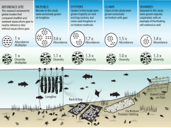 Restorative aquaculture shows we can have more habitat, and eat it too