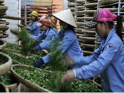 Positive outlook ahead for tea exports in second quarter