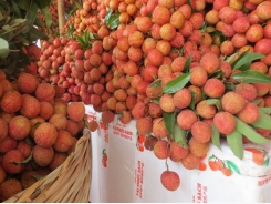 Bac Giang lychees to be shipped to US market