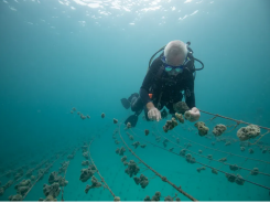 Restorative aquaculture - Marine Cultures