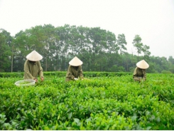 China boosts buying Vietnam’s tea in the first half of this year