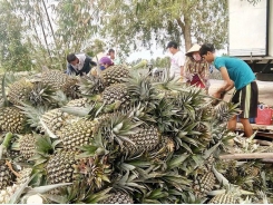 Pineapple price plummets in Tien Giang Province