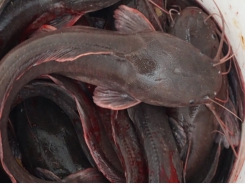 Improving hatchery performance in “Catfish Country”