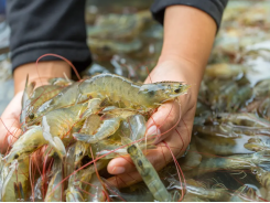 Shrimp stunning initiative wins animal welfare award