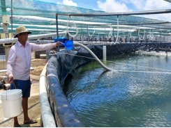 Bến Tre’s shrimp sector targets production value of $1 billion by 2025