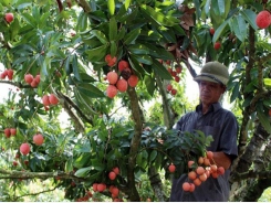 Bac Giang hosts online conference on lychee consumption