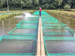 Làm thế nào phúc lợi có thể giúp ngành nuôi cá rô phi của Brazil phát triển tốt