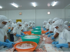 Việt Nam's tra fish exports expected to continue recovering