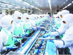 Mekong Delta posts positive results in shrimp exports
