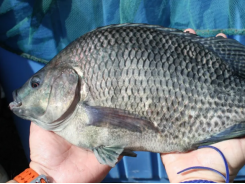 Why Brazil is emerging as a global tilapia farming contender