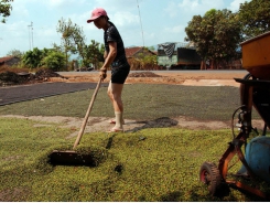 Vietnam farmers warned not to expand black pepper crop to avoid glut