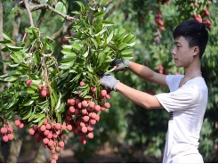 Lychee growers in Luc Ngan boast many creative ways