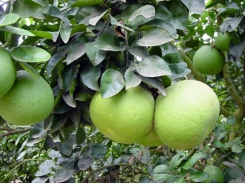 Green-skinned pomelo growers in Mekong Delta still earn profits