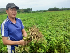 Lạc đạt năng suất 'khủng' trên đất lúa kém hiệu quả