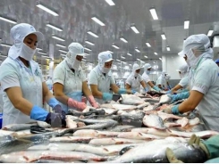 Local pangasius exports to EU plunge over five-month period