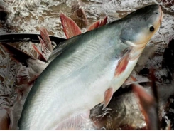 Vietnamese tra fish accounts for nearly 90% of catfishs imported to the US