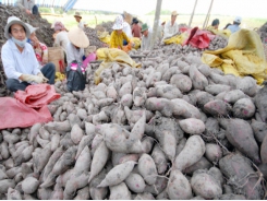 Export to China struggles, Dong Thap redirect sweet potatoes to domestic consumption