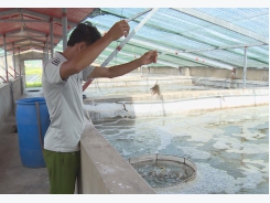 Người dân Hà Tĩnh áp dụng nhiều giải pháp chăm sóc tôm nuôi mùa nắng nóng