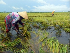 Nhiều tỉnh ở Đồng Bằng Sông Cửu Long thiệt hại nặng do mưa dông