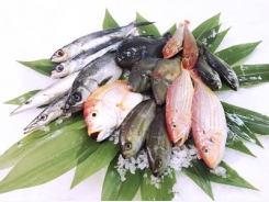 Giá thủy sản tại Khánh Hòa 20-07-2023