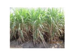 Các Giống Mía Triển Vọng Mới Nhập