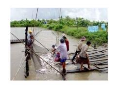 Cá Tra Việt Nam Được Chứng Nhận Tiêu Chuẩn Chất Lượng ASC