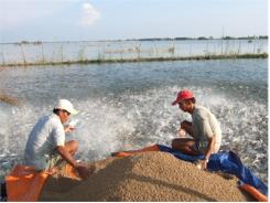 Người Nuôi Cá Tra Ở Đồng Bằng Sông Cửu Long
