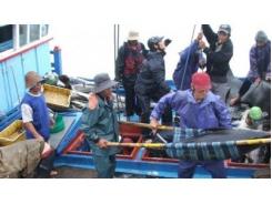 Hơn 90% Tàu Đánh Bắt Cá Ngừ Không Hoạt Động