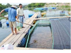 Phát Triển Nghề Nuôi Cá Lồng Bè