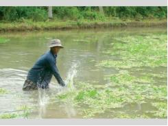 Mô Hình Cánh Đồng Mẫu Lớn Những Trăn Trở Trong Đầu Tư Sản Xuất