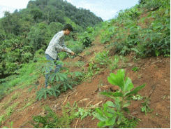 Tập Trung Chăm Sóc Rừng Trồng