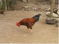 Kỹ Thuật Úm Gà Con Giống Tam Hoàng