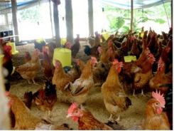 Bắt Giữ Hơn 30.000 Con Giống Gia Cầm Nhập Lậu
