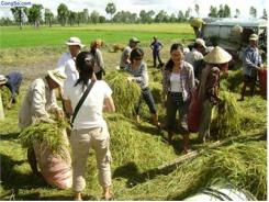 Làm Giàu Ở Cù Lao Ông Hổ