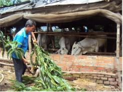 Tăng Thu Nhập Từ Trồng Ngô Kết Hợp Nuôi Bò