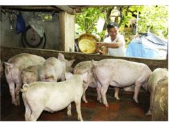 Ngành Chăn Nuôi Vẫn Loay Hoay Bài Toán Cung - Cầu