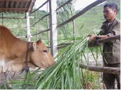 Cho Bò Sinh Sản Đực/cái Theo Ý Muốn