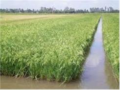 Kỹ Thuật Nuôi Cá Trong Ruộng Lúa