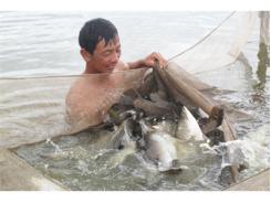Nuôi Cá Vược Bằng Thức Ăn Công Nghiệp Giúp Giảm Chi Phí