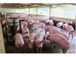 Những Điều Cần Biết Về Bệnh Liên Cầu Khuẩn Trên Lợn