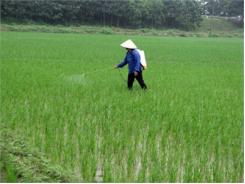 Tập Trung Chăm Sóc Và Phòng Trừ Sâu Bệnh Cho Lúa Mùa