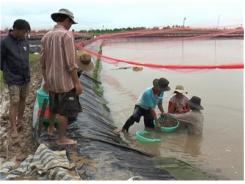 Quy Trình Nuôi Tôm Công Nghiệp Khép Kín