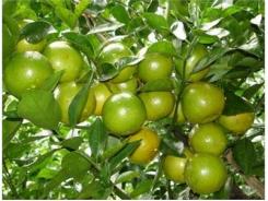 Trà Vinh Xây Dựng Tiêu Chuẩn VietGAP Cho Quýt Đường Và Măng Cụt