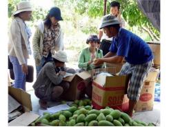 Liên Minh Sản Xuất Và Tiêu Thụ Xoài Cát - Phù Cát