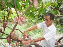 Tinh Lọc Và Chọn Ra Những Dòng Cacao Chịu Mặn Cao