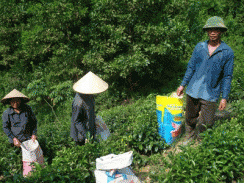 Chuyển Dịch Cơ Cấu Cây Trồng Tạo Vùng Sản Xuất Ổn Định