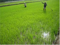 Quy Trình Quản Lý Cây Trồng Tổng Hợp (ICM) Trên Hệ Canh Tác Có Lúa